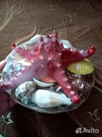 Ракушки (новый большой набор)