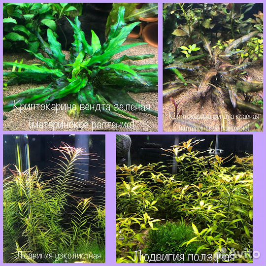 Аквариумные растения