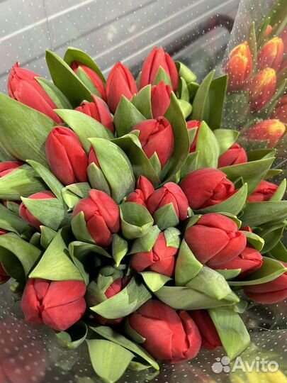 Букеты 101 роза Эквадор Дешевые букеты Мытищи