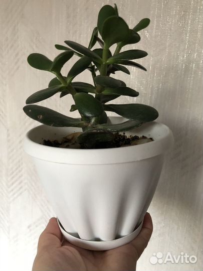 Композиция из суккулентов, толстянка