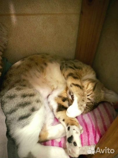 Потерялась кошка