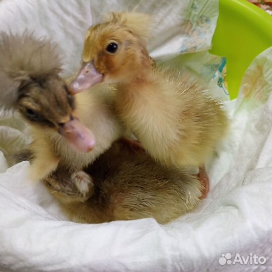 Утята (хохлатые)