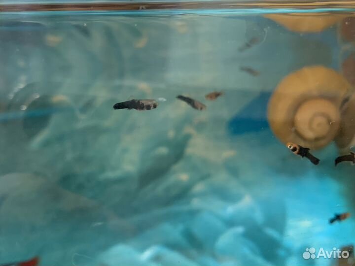 Мальки тигрового меченосца