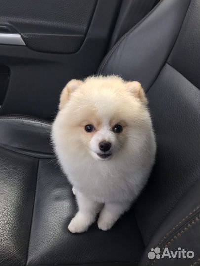 Вязка не продается