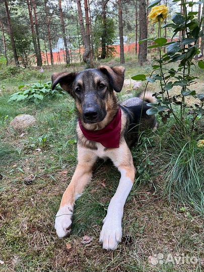 Паоло-Руди ищет хозяина