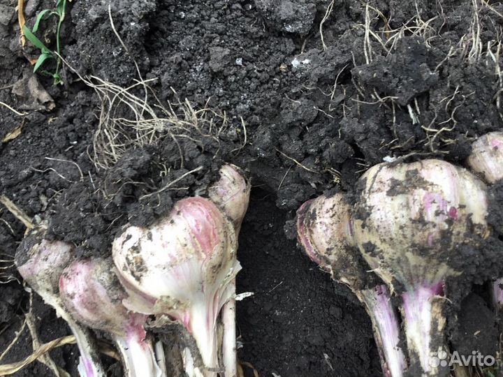 Продаю семейный чеснок для посадки