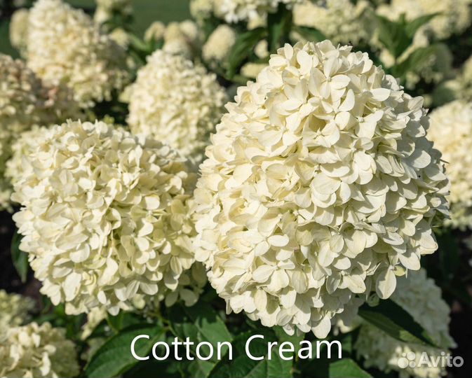 Гортензии разные сорта