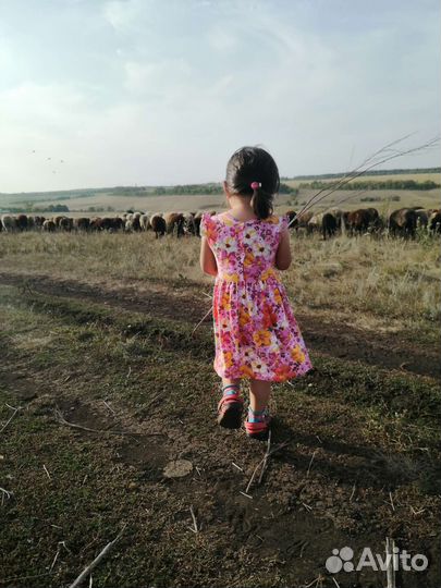 Ягнята(до года)