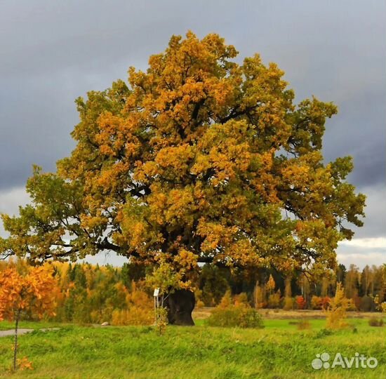 Дуб черешчатый (обыкновенный), опт и розница