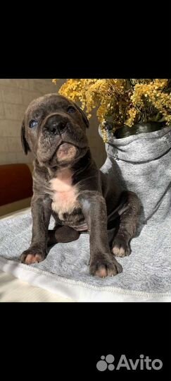 Щенки итальянского кане корсо