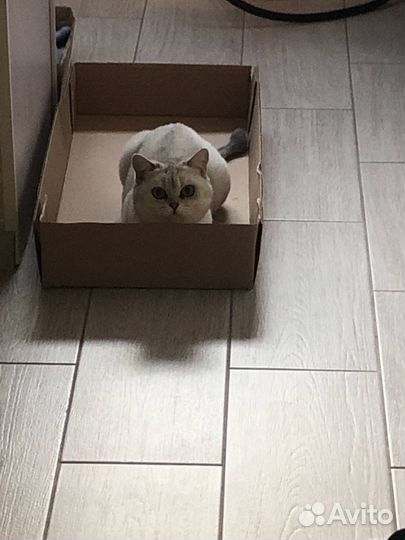 Кошка,Британка отдаем в добрые руки 5 лет