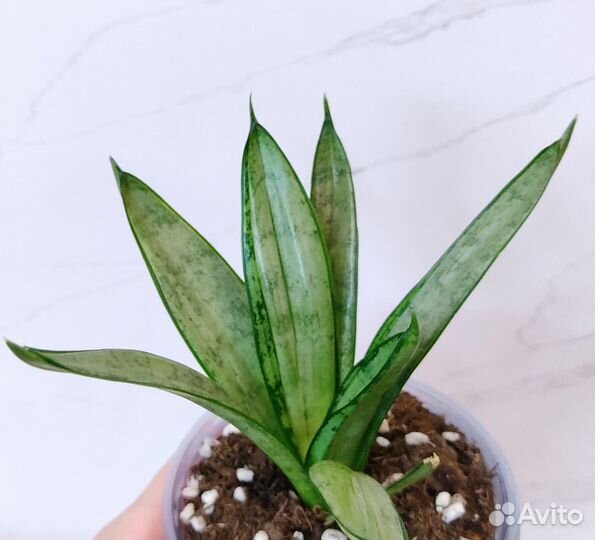 Сансевиерии Starburs