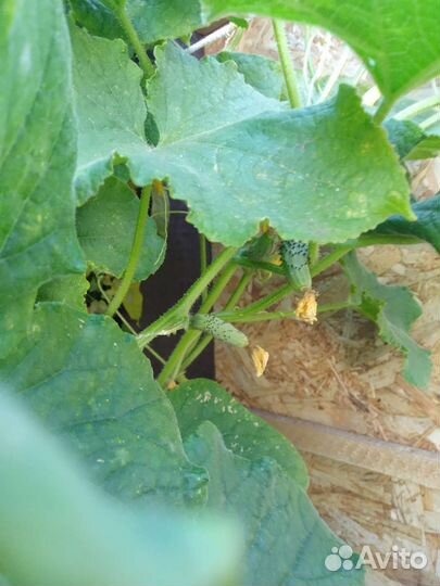 Огурцы соленые