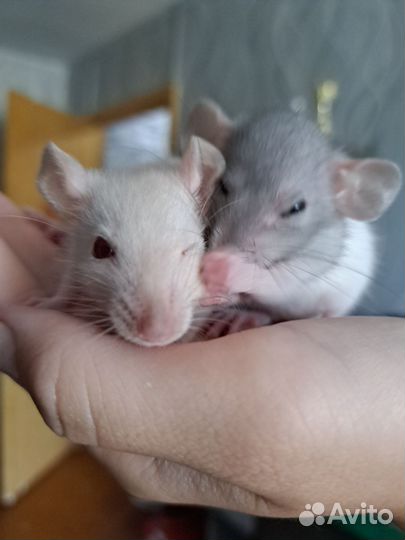 Отдам двух крыс-мальчиков в добрые руки