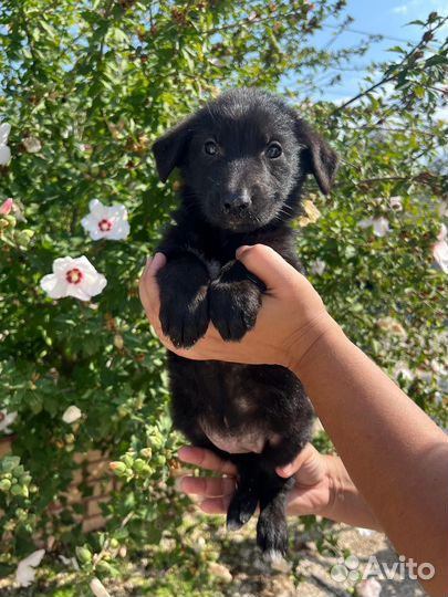 Щенки немецкой овчарки