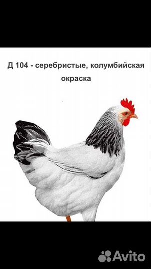 Чешский доминат молодка куры несушка несутся