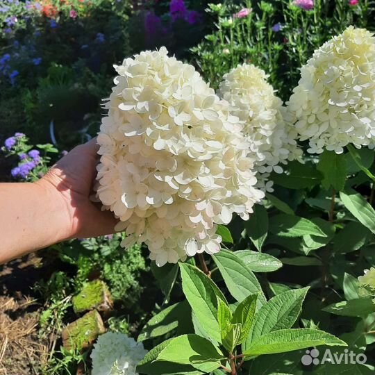 Гортензия метельчатая саженцы