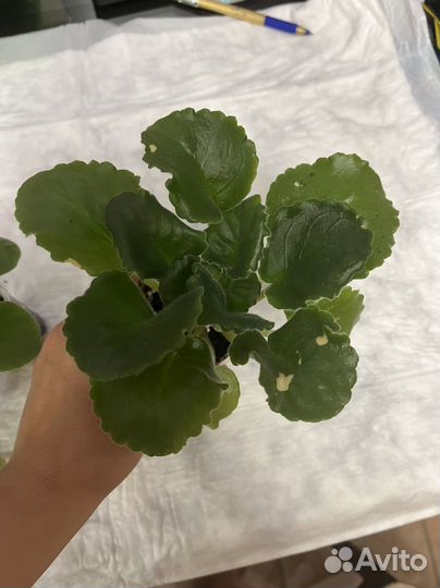 Фиалки детки набор