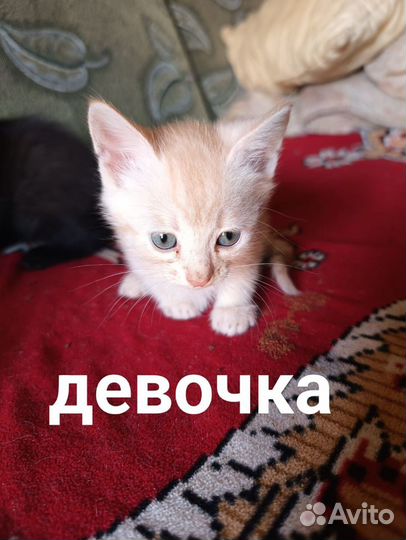 Кошки