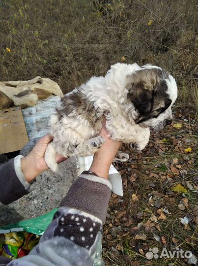 Щенок в добрые руки