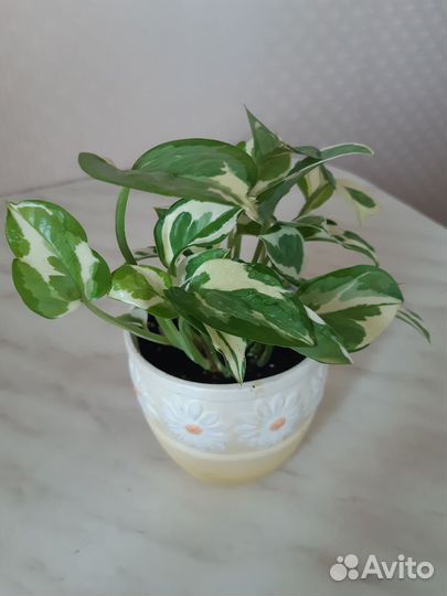 Комнатные растения