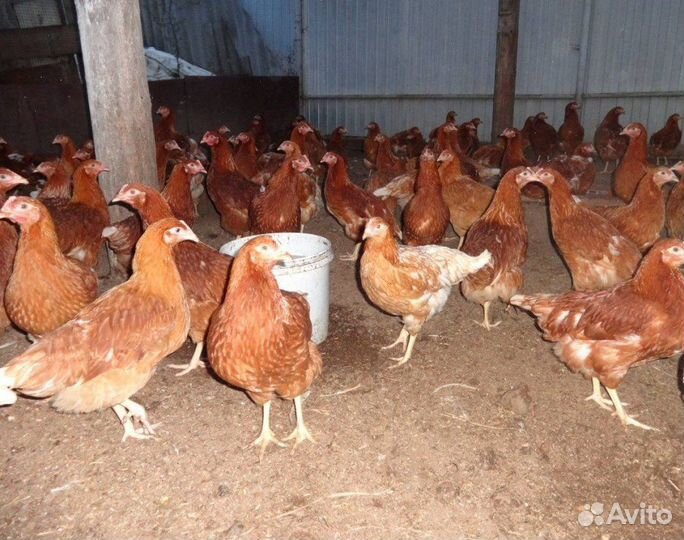 Куры несушки