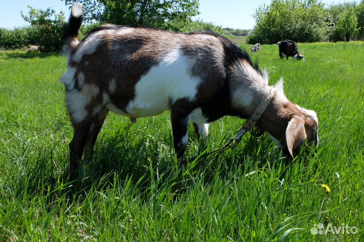 Козел на вязку англо-нубийский 100 чистопородный