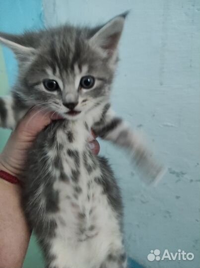 Котята в добрые руки даром бесплатно