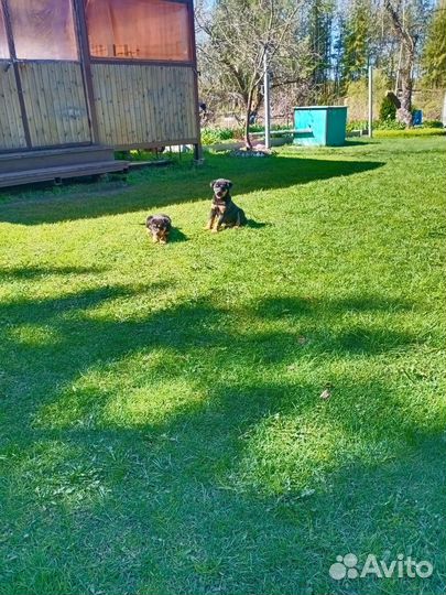 Щенки ротвейлера