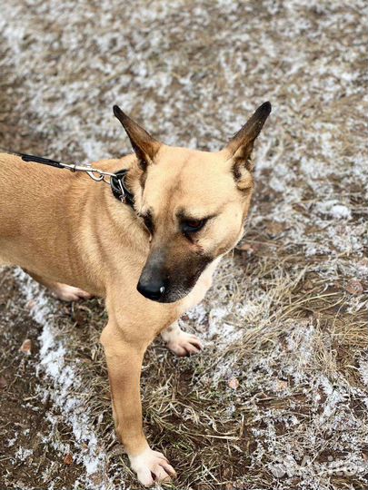 Собака в добрые руки