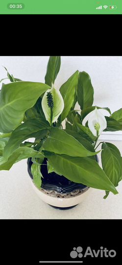 Спатифиллум