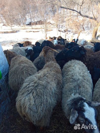 Продажа овец
