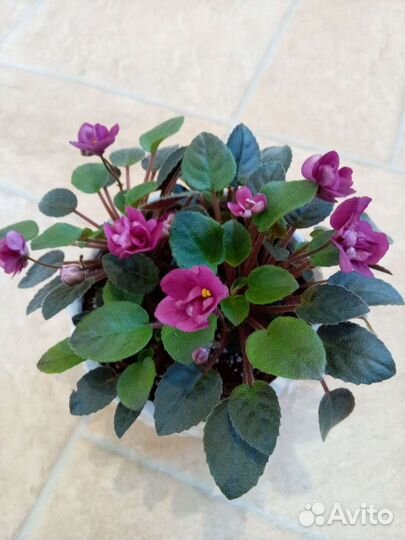 Фиалки трейлеры