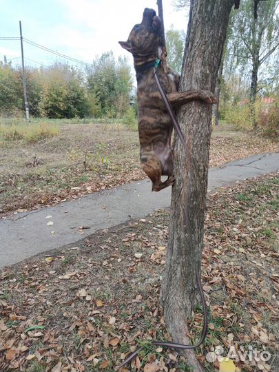 Бесплатно в добрые руки
