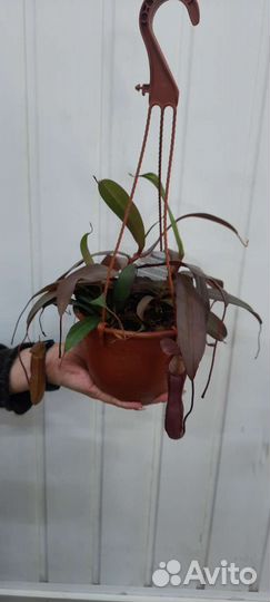 Мухоловки и папоротники