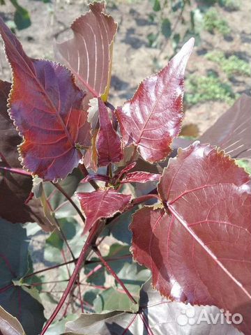 Тополь крастнолистный, дланевидный