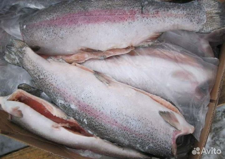 Форель свежемороженная