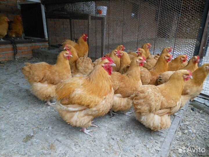 Инкубационное яйцо Орпингтон (палевый)