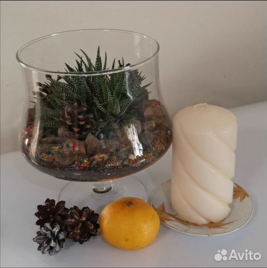 Хавортия полосатая/флорариум