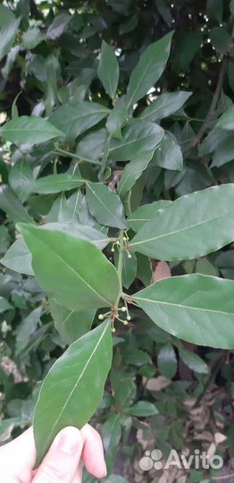 Лавровый лист