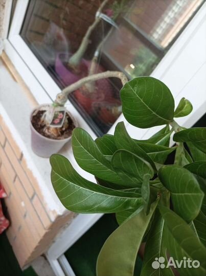Адениум взрослый Pink Lady из тайланда