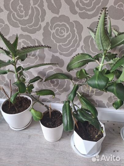 Комнатные цветы каланхоэ