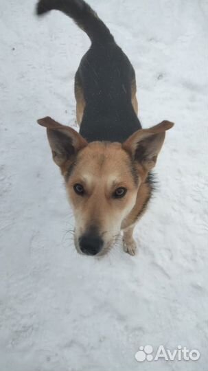 Отдам в добрые руки