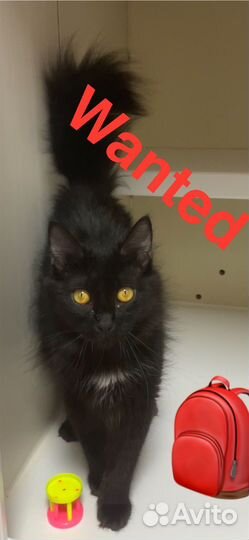 Кошка в дар