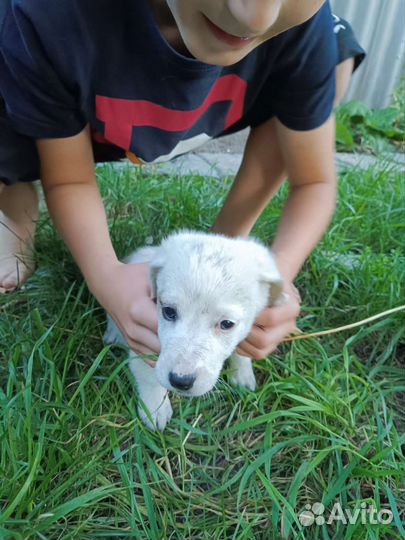 Маленькая собака в добрые руки бесплатно