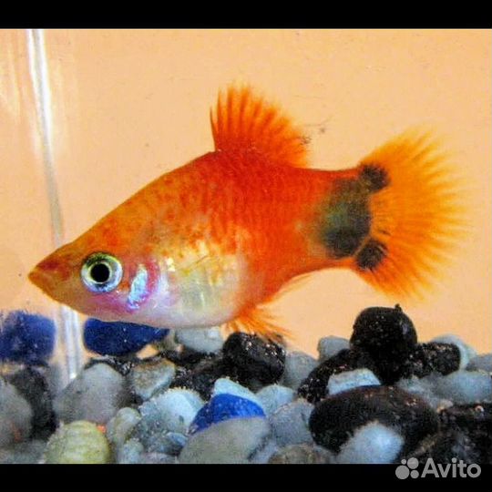 Пецилии Снежинка, Микки Маус. Меченосцы