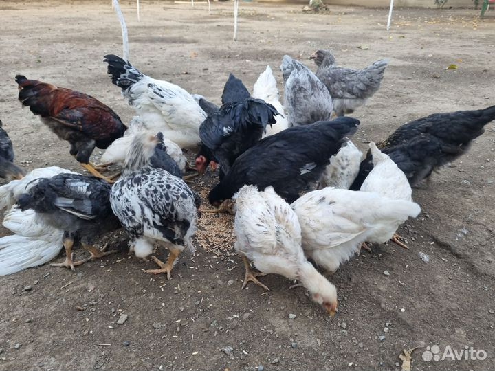 Куры молодняки
