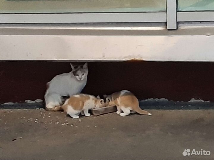 Кошка и котята на дороге