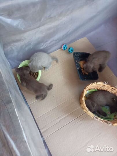 Шотландские вислоухие котята