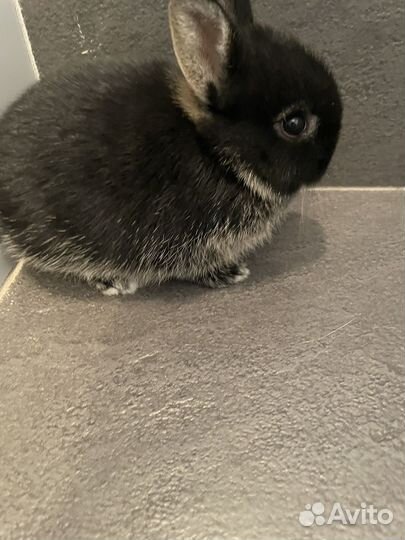 Декоративные крольчата